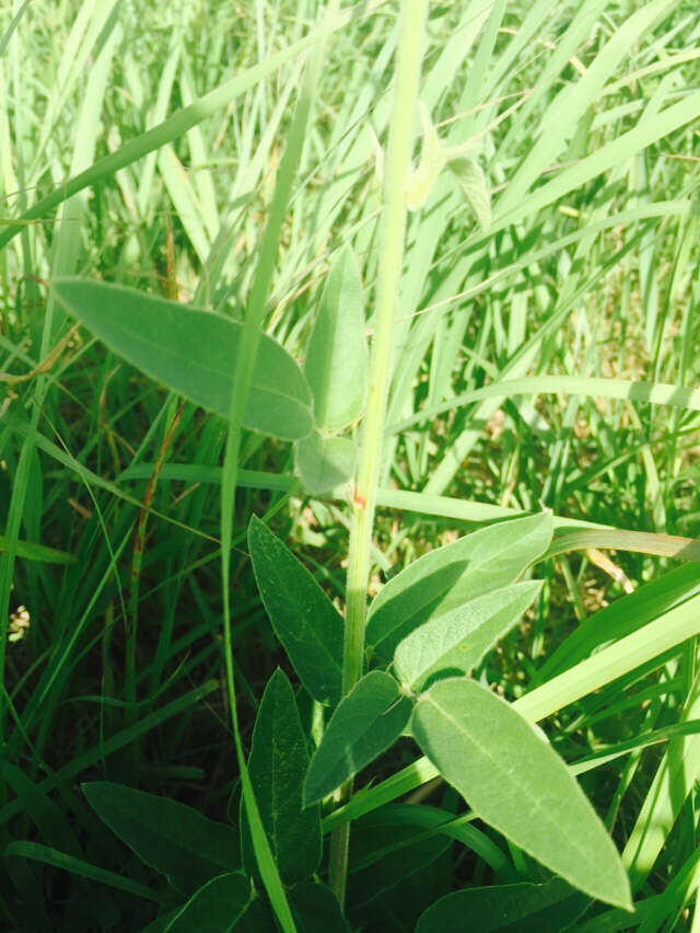 Image of Illinois ticktrefoil