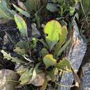 Image of Protea vogtsiae Rourke