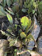 Image of Protea vogtsiae Rourke