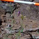 Image of Pine Valley milkvetch