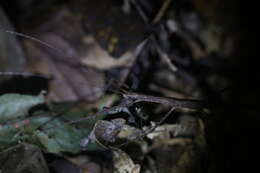 Image of Sipyloidea larryi Hasenpusch & Brock 2007