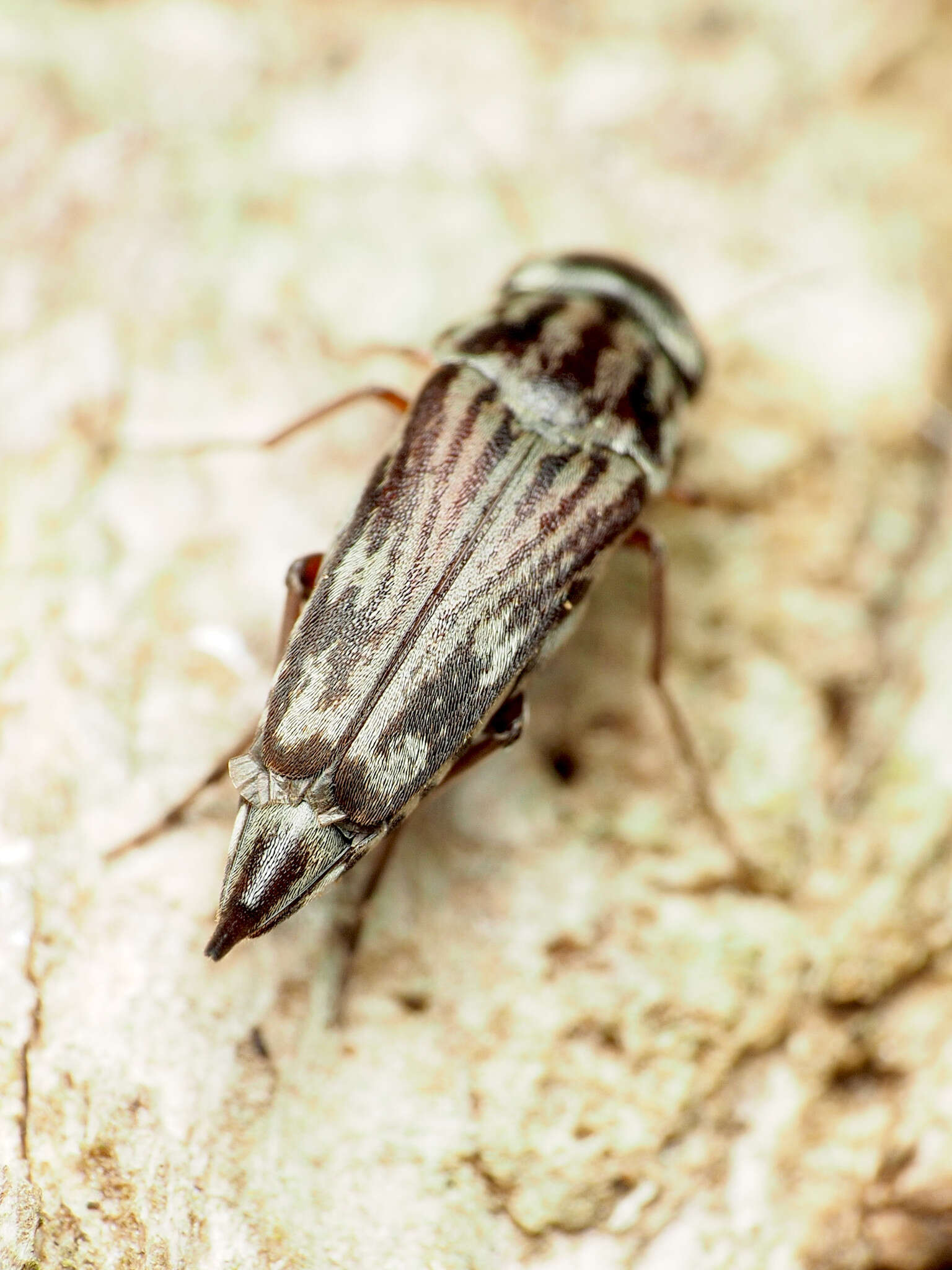 Image de Tomoxia lineella Le Conte 1862