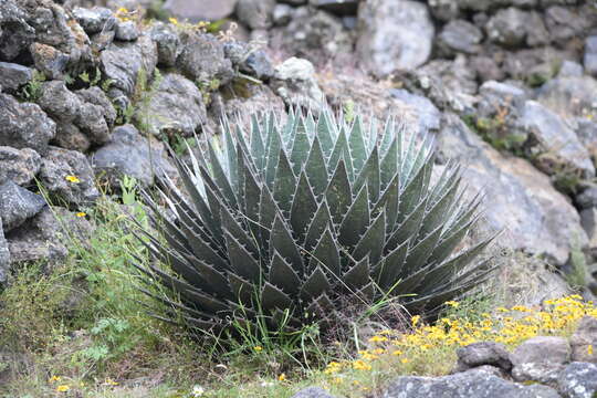 Agave horrida subsp. perotensis B. Ullrich的圖片