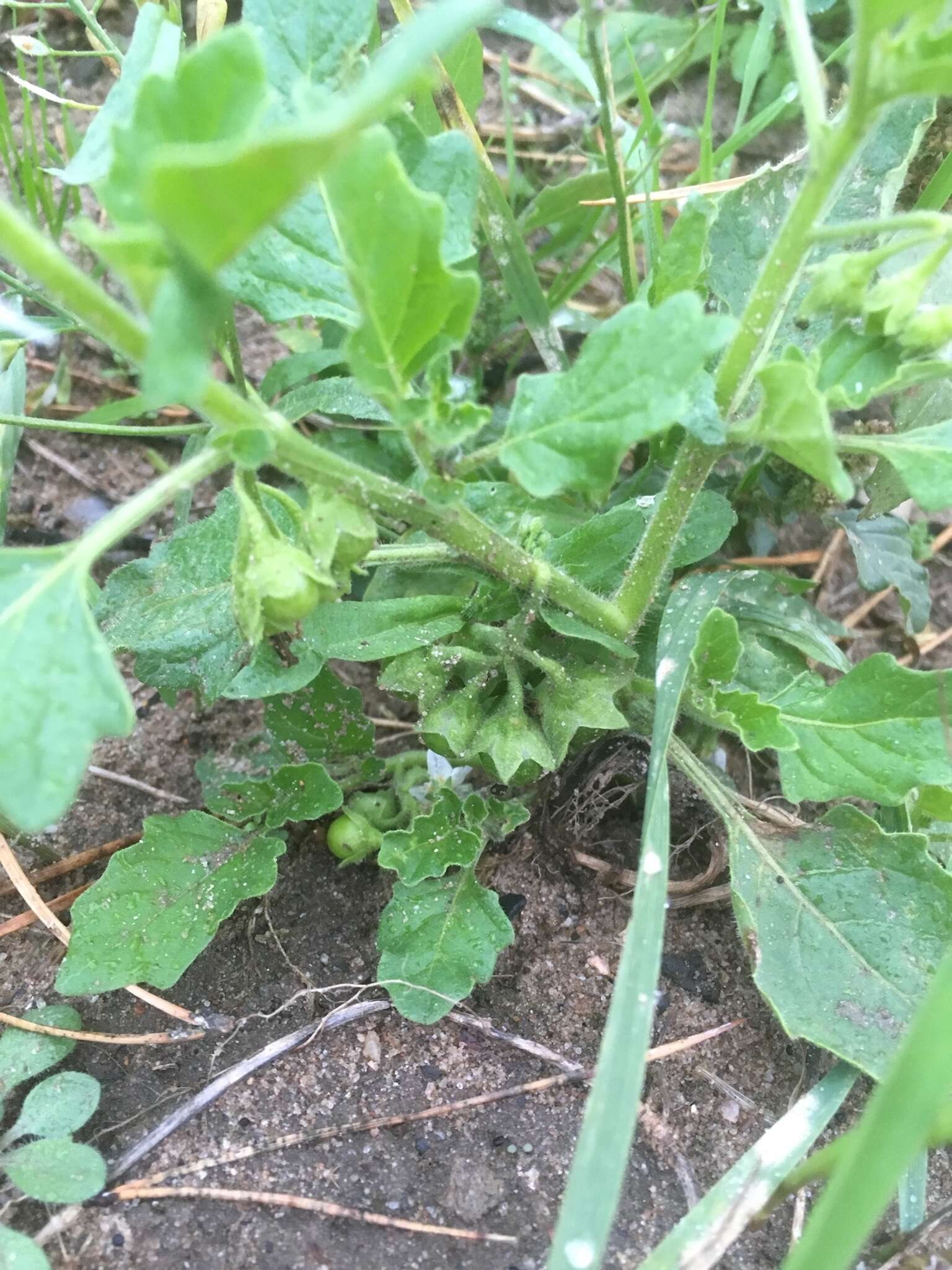 Image of hoe nightshade