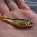 Image of Brassy minnow