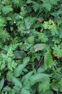 Image of Rumex arifolius All.