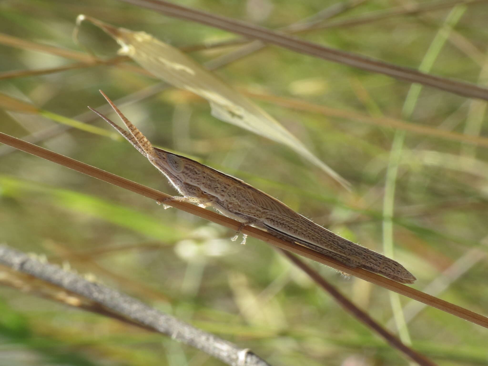 Plancia ëd Brachycrotaphus