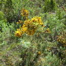 Image of <i>Cyclopia longifolia</i>