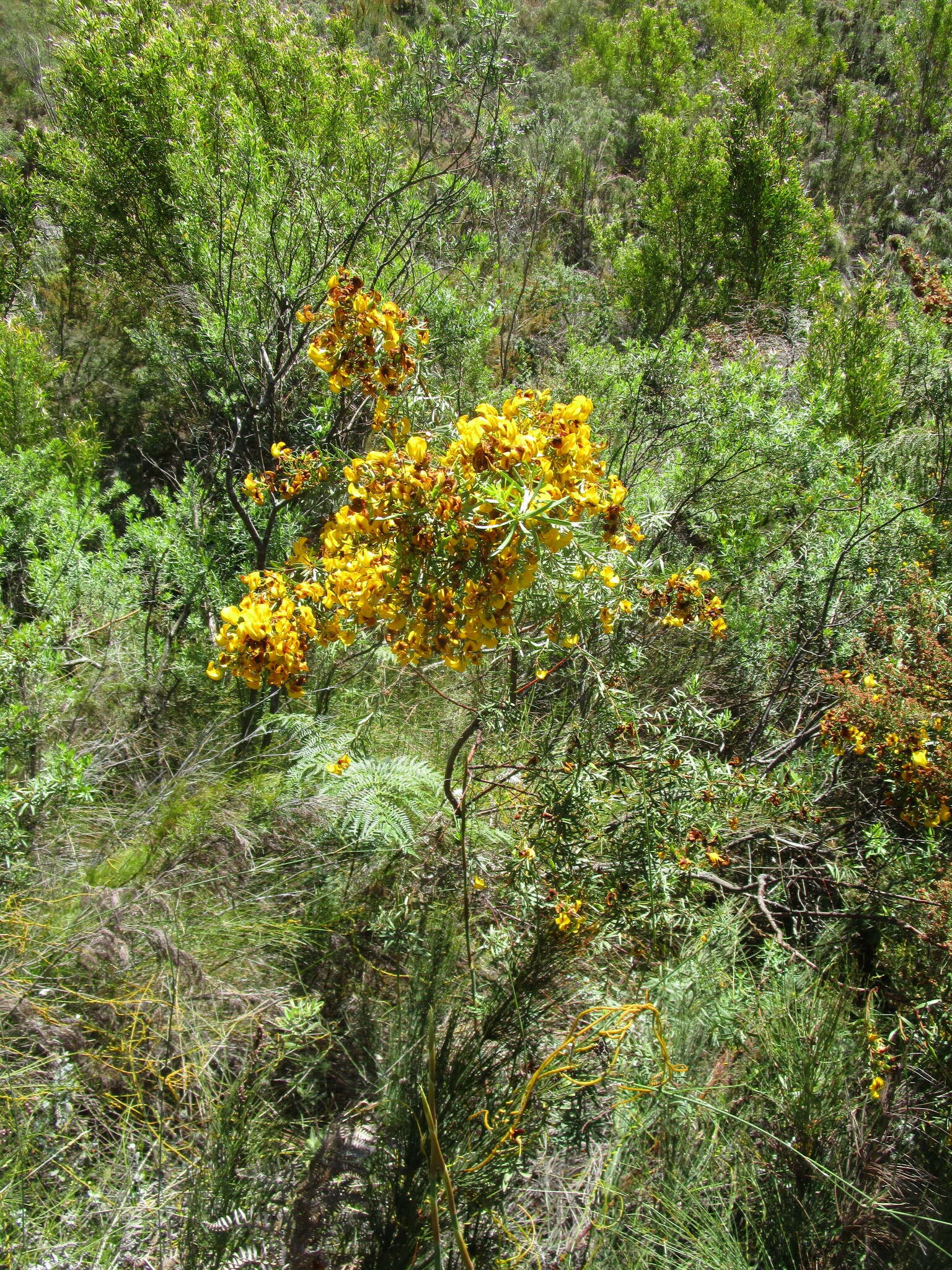 Image of <i>Cyclopia longifolia</i>