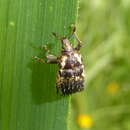 Image of Psepholax coronatus White 1846