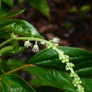 Image of Croton guianensis Aubl.