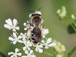 Image of Andrena proxima (Kirby 1802)