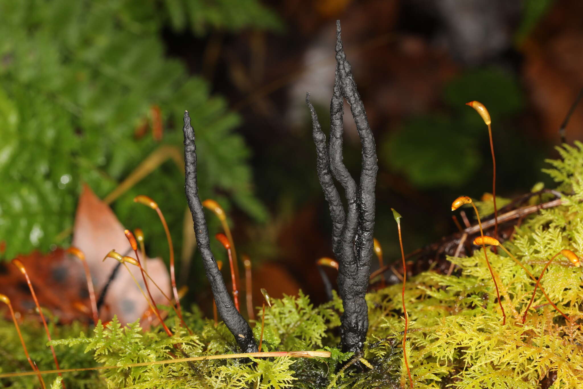 Image of Xylaria vasconica J. Fourn. & M. Stadler 2011