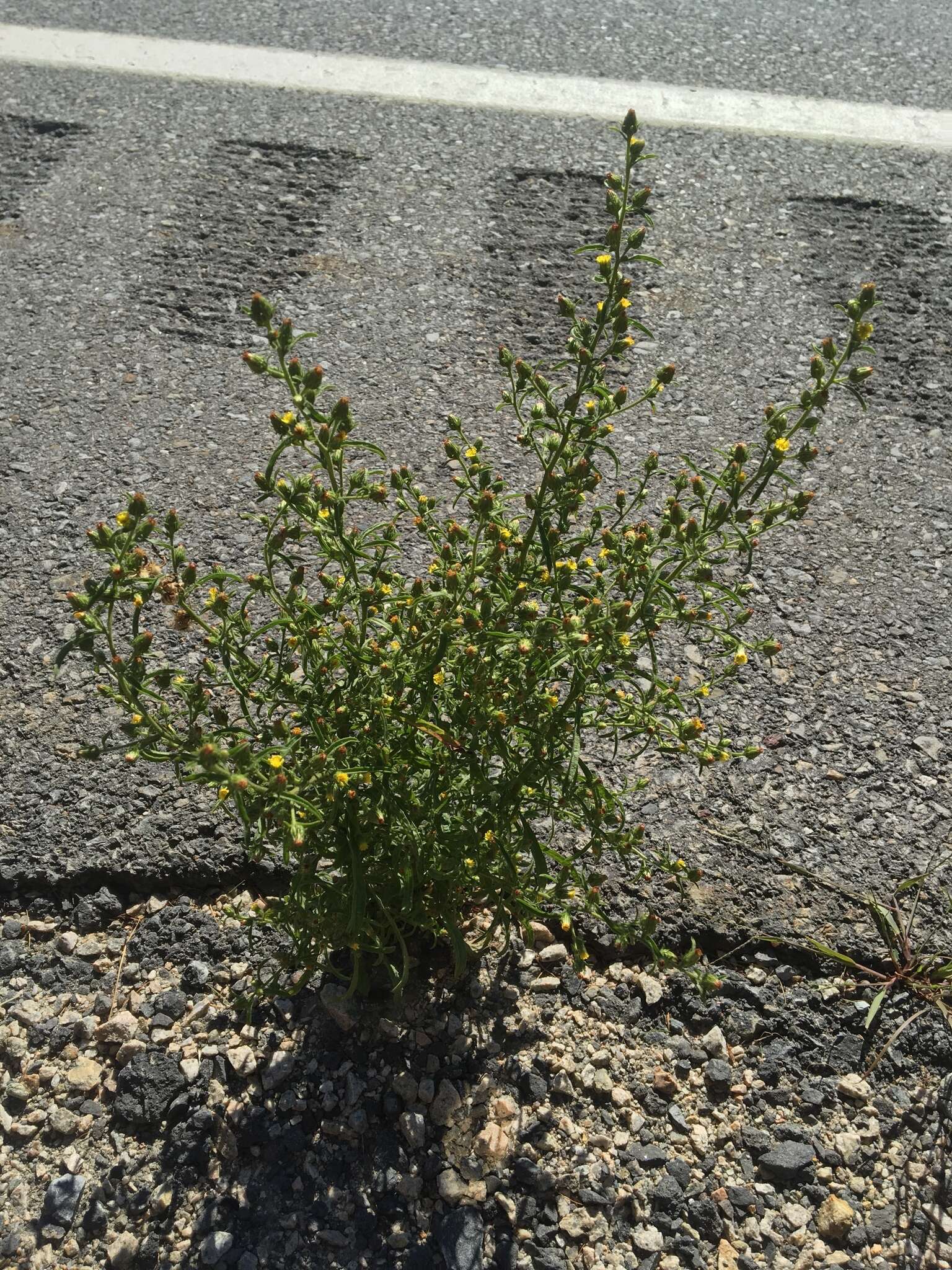 Image of stink aster