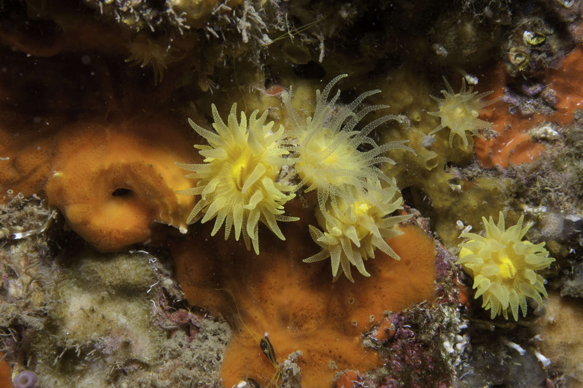 Image of Sunset cup coral