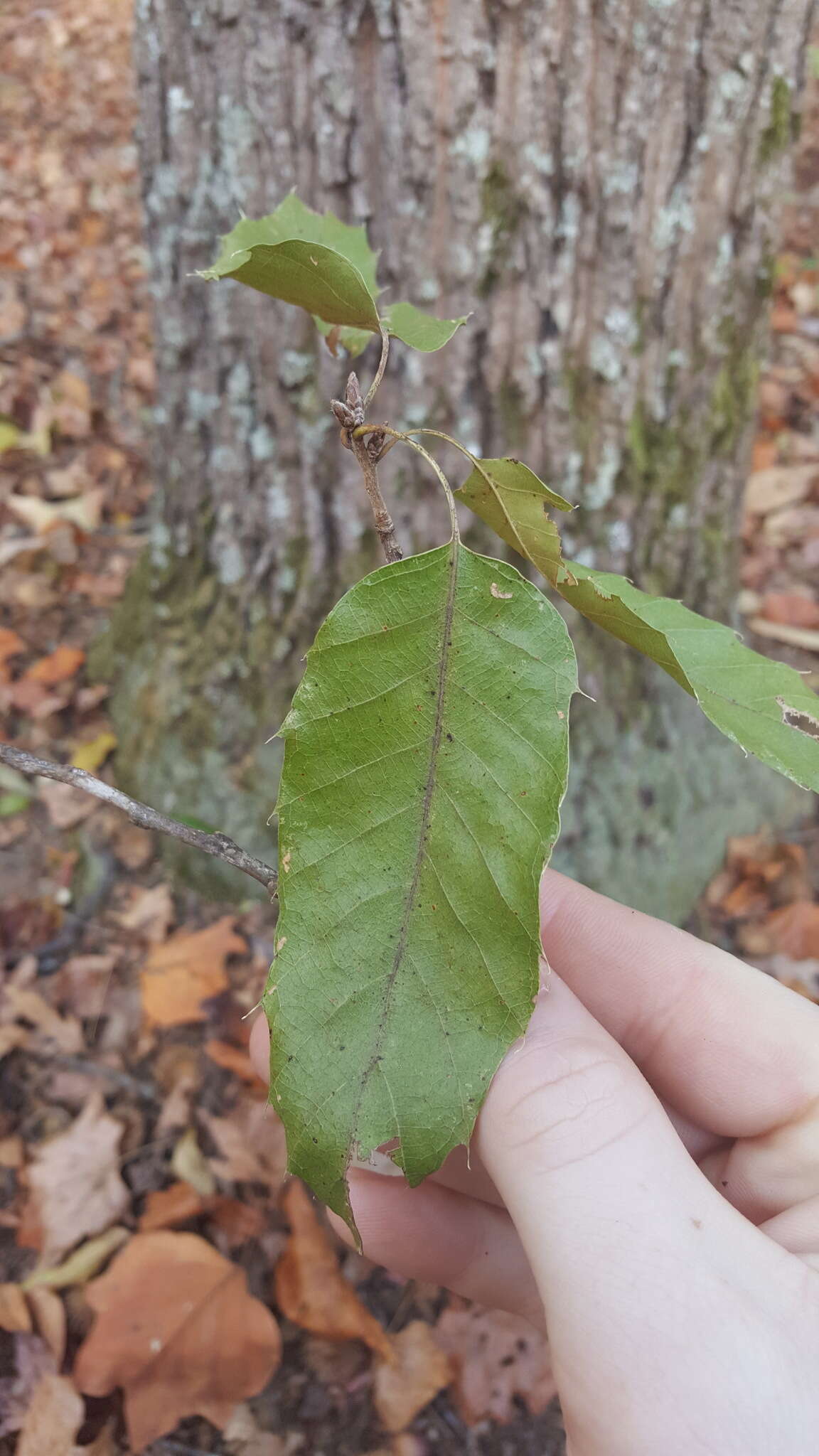 Image de Quercus acutissima Carruth.