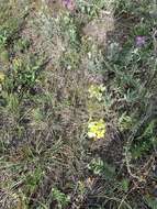 Image of Erysimum flavum (Georgi) Bobrov