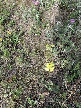 Image of Erysimum flavum (Georgi) Bobrov