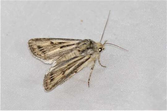 Image of Agrotis daedalus Smith 1890