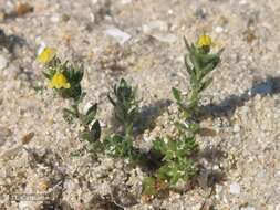 Plancia ëd Linaria arenaria DC.