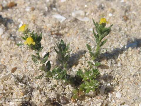 Image of Linaria arenaria DC.