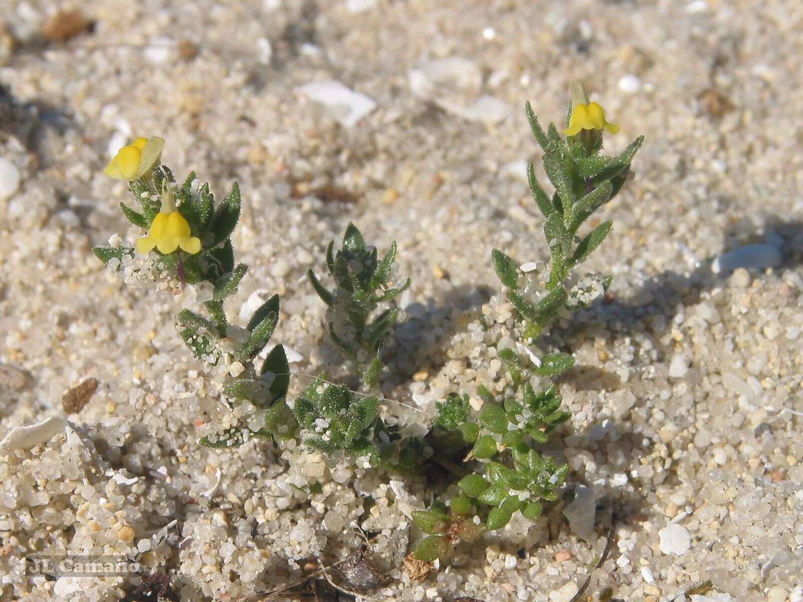 Plancia ëd Linaria arenaria DC.