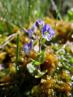 Image of Veronica nevadensis var. langei (Lacaita) M. M. Mart. Ort. & E. Rico