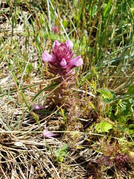 Image of rosy owl's-clover