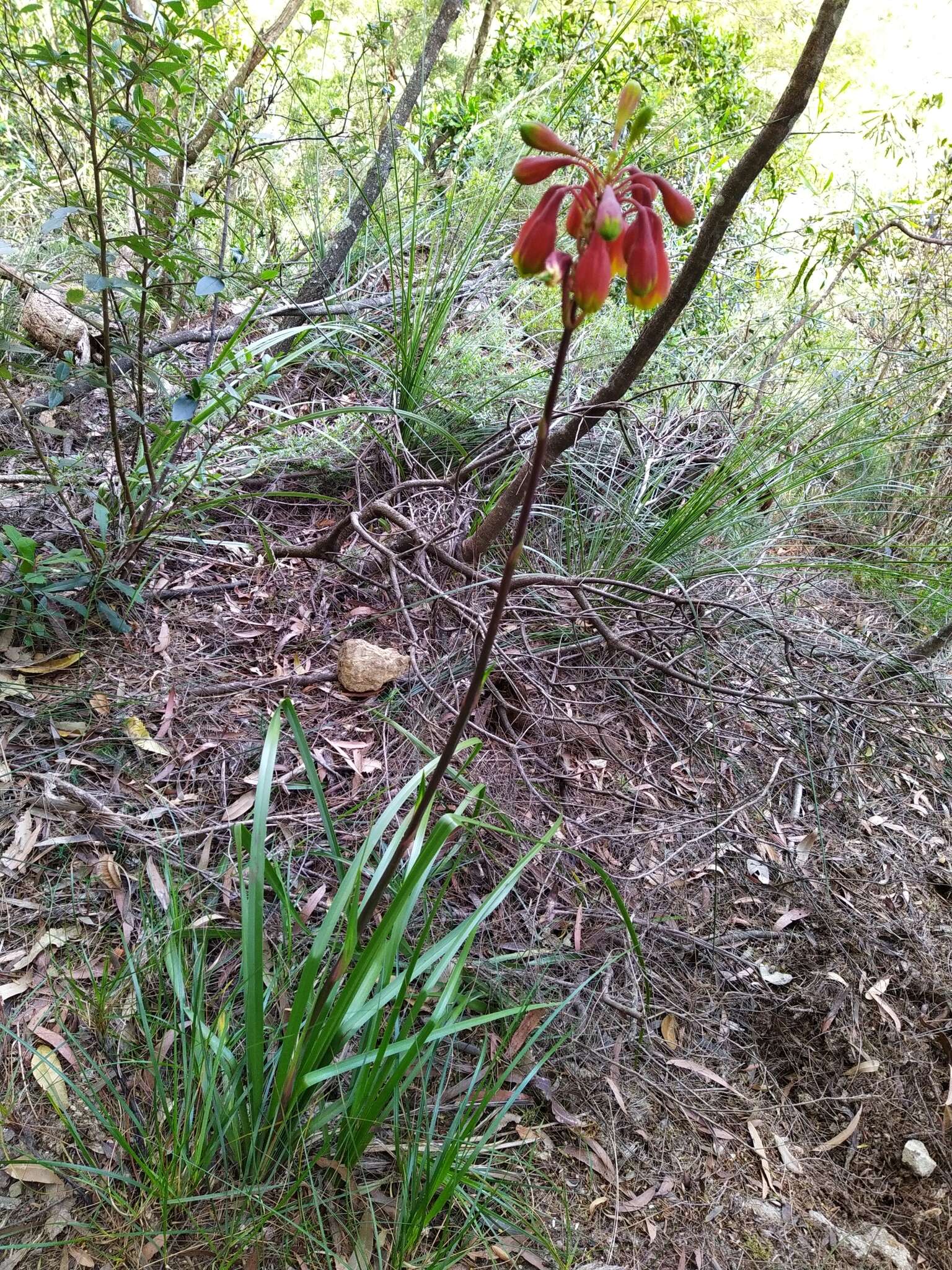 Image of Christmas bells