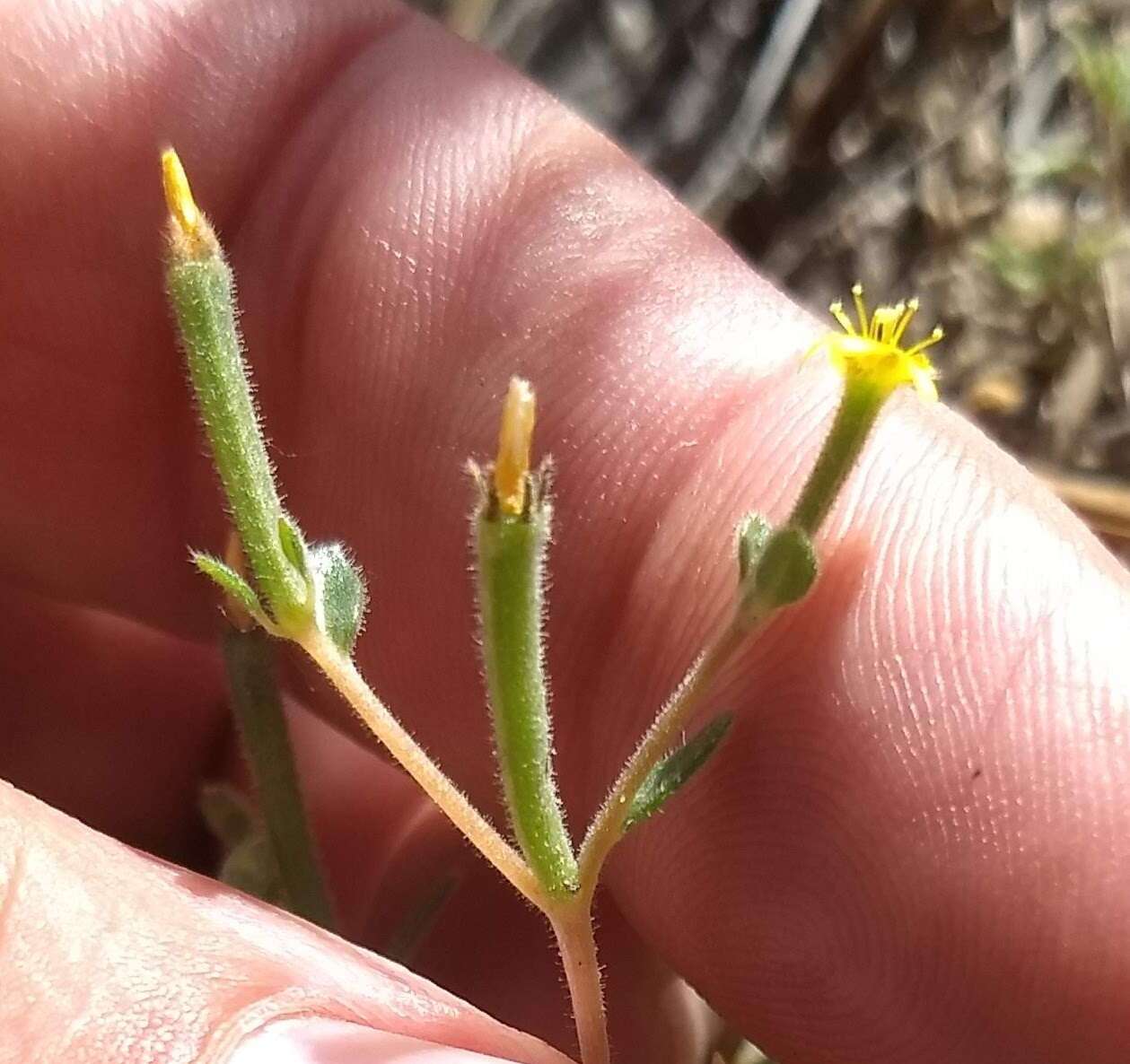 Image of bushy blazingstar