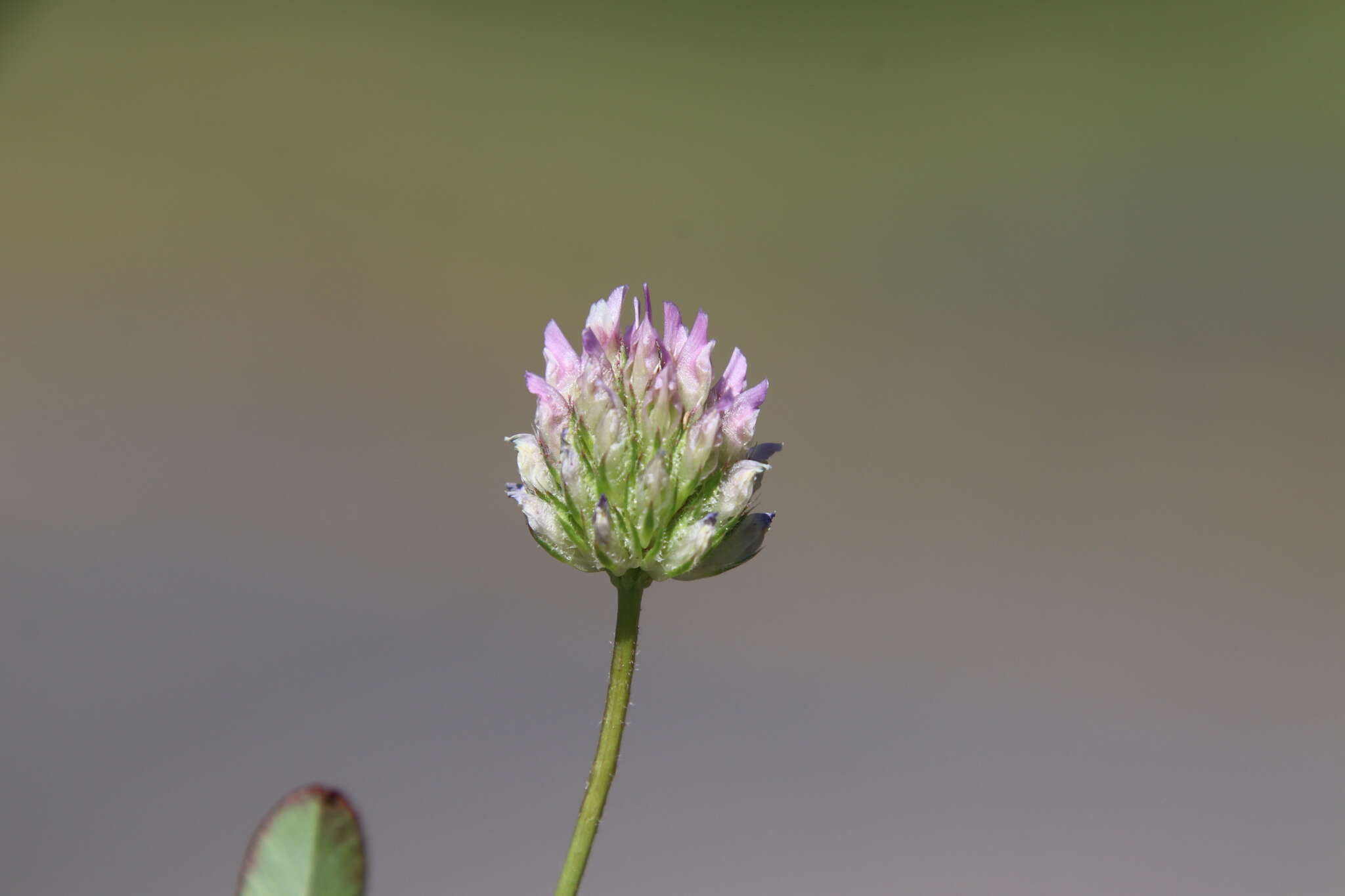 Image of Foothill Clover