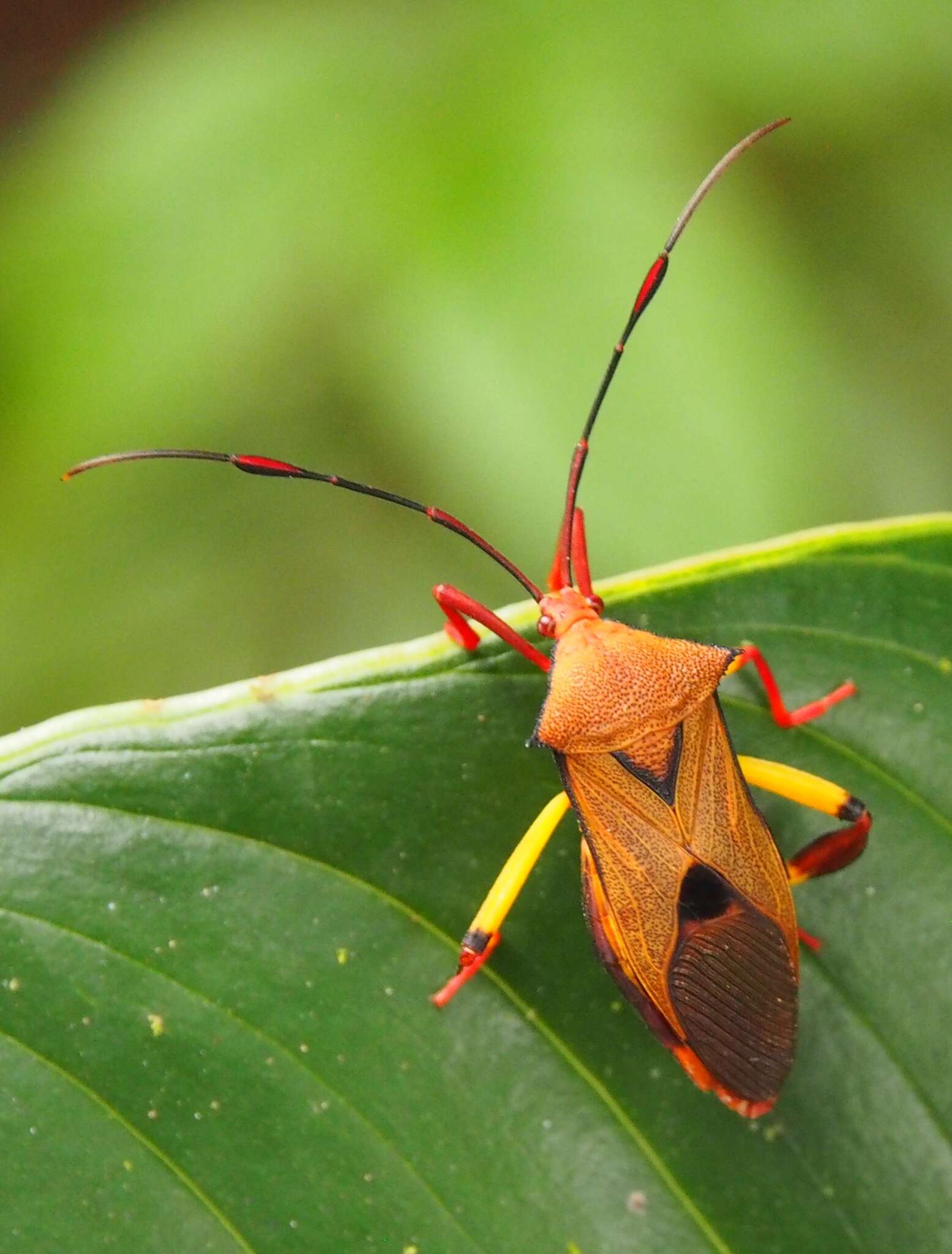 Image of Melucha biolleyi Distant 1900