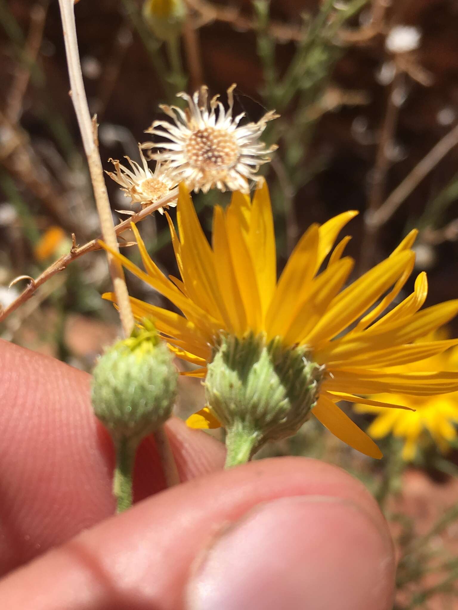 Imagem de Xanthisma spinulosum var. gooddingii (A. Nels.) D. R. Morgan & R. L. Hartman