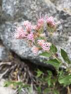 Image of western snakeroot