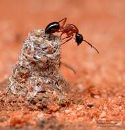 صورة Camponotus armstrongi McAreavey 1949