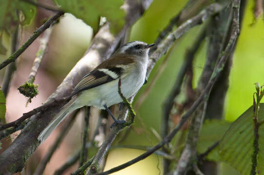 Image of White-banded Tyrannulet