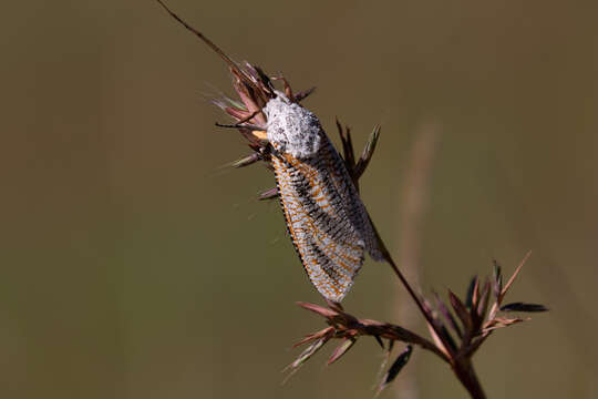 Image of Azygophleps inclusa Walker 1856