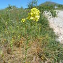 صورة Erysimum maremmanum