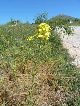 Image of Erysimum maremmanum