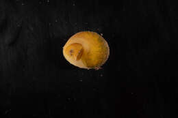 Image of flat periwinkle