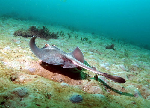Image of <i>Urolophus testaceus</i>