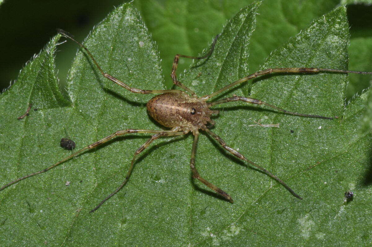 Imagem de Paroligolophus agrestis (Meade 1855)