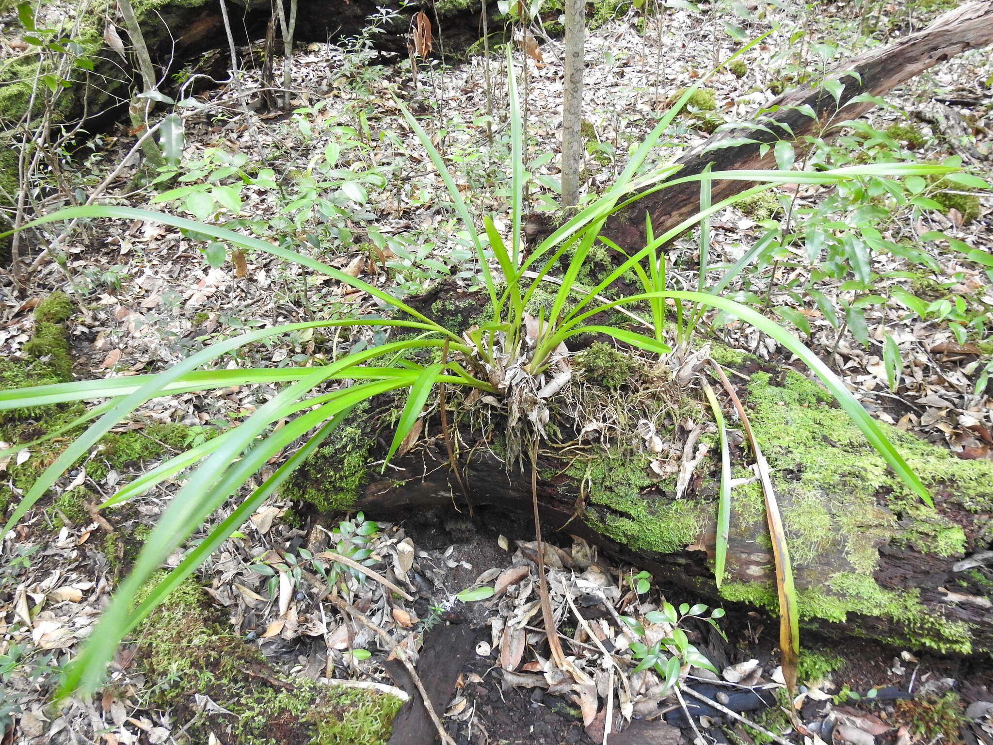 Image of Giant boat-lip orchid