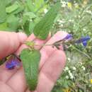 Image of Salvia pannosa Fernald