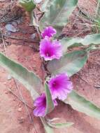 Image of Ipomoea ommanneyi Rendle