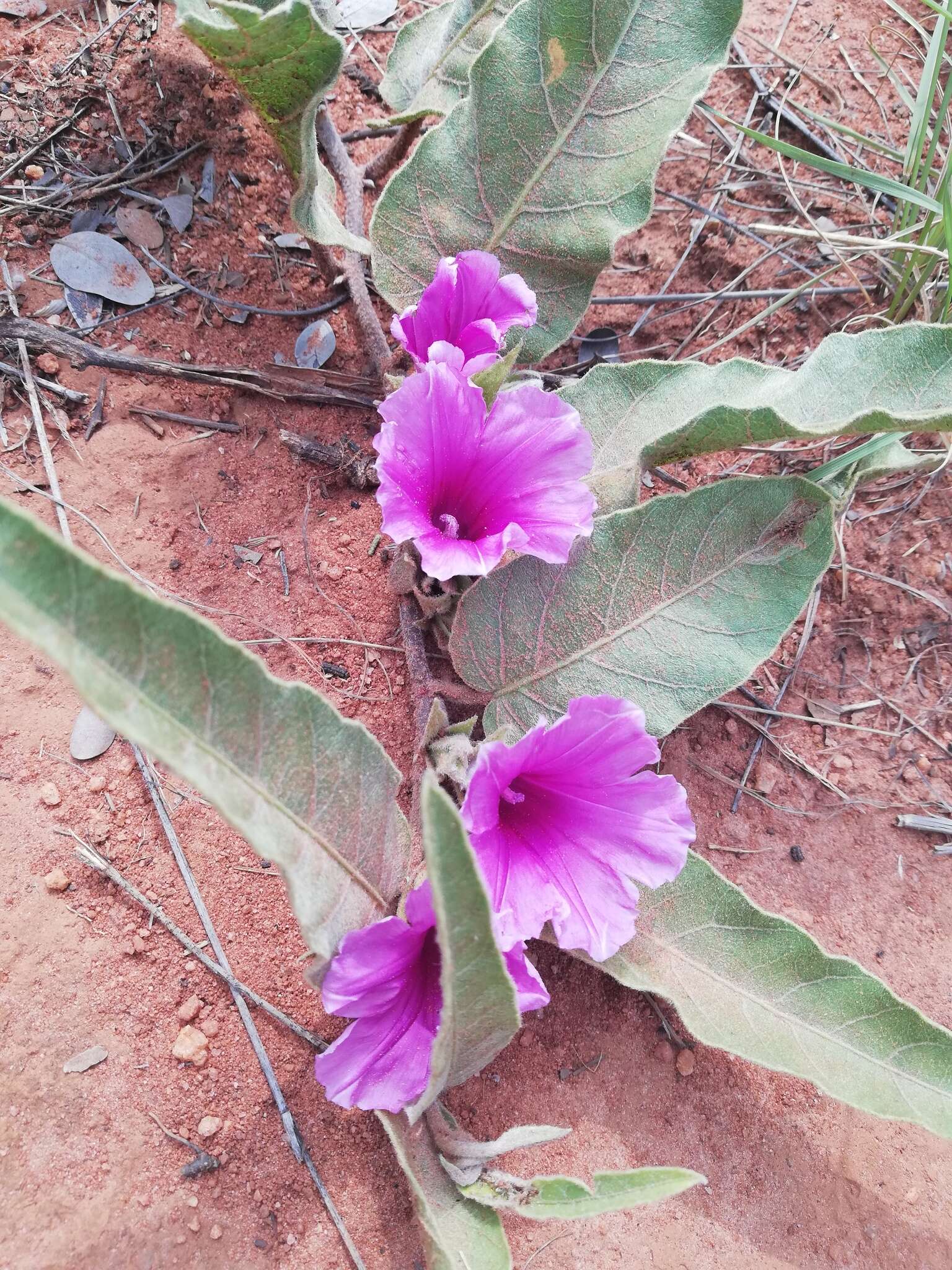 Image of Ipomoea ommanneyi Rendle