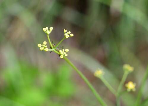 Image of Donnellsmithia juncea (Humb. & Bonpl. ex Spreng.) Mathias & Constance