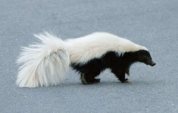 Image of American Hog-nosed Skunk