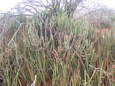 Image de Euphorbia lydenburgensis Schweick. & Letty