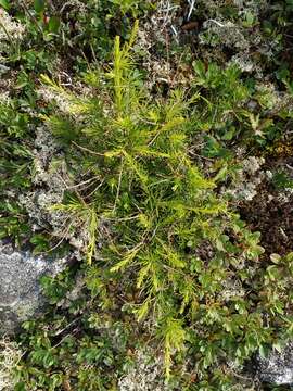 Image of Dahurian Larch